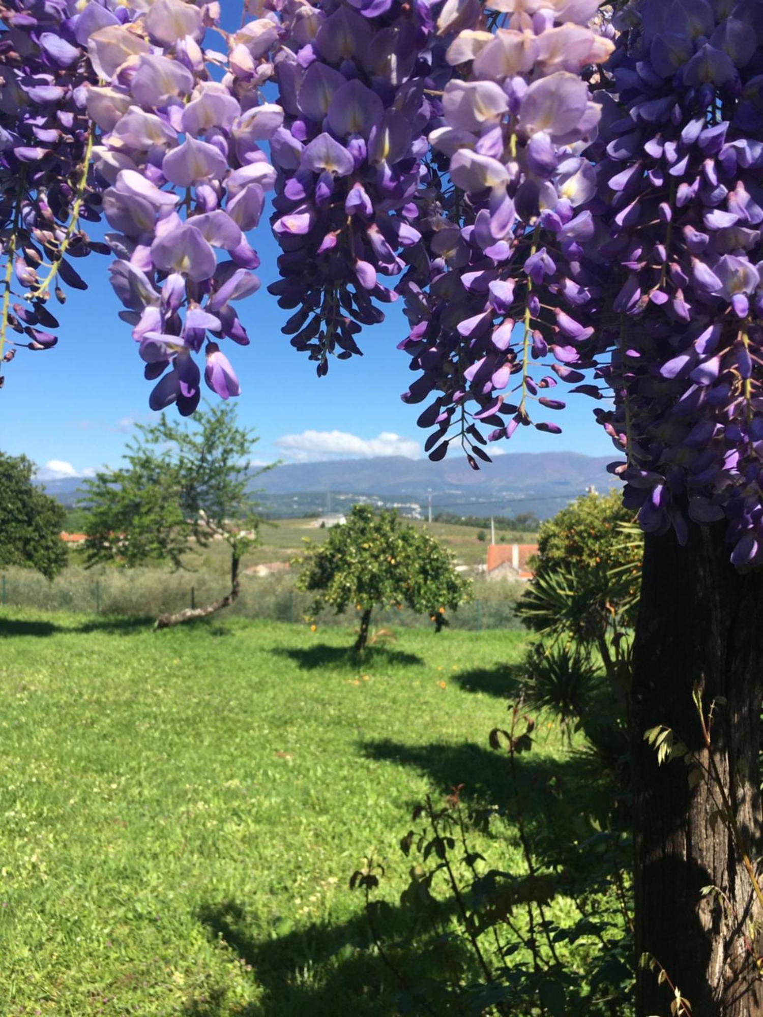 瓦泽拉 Quinta De Mocamedes - Turismo De Habitacao酒店 外观 照片